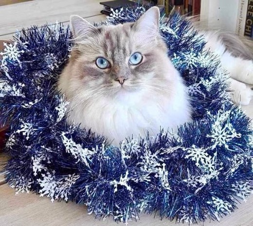 Franca December 2023 